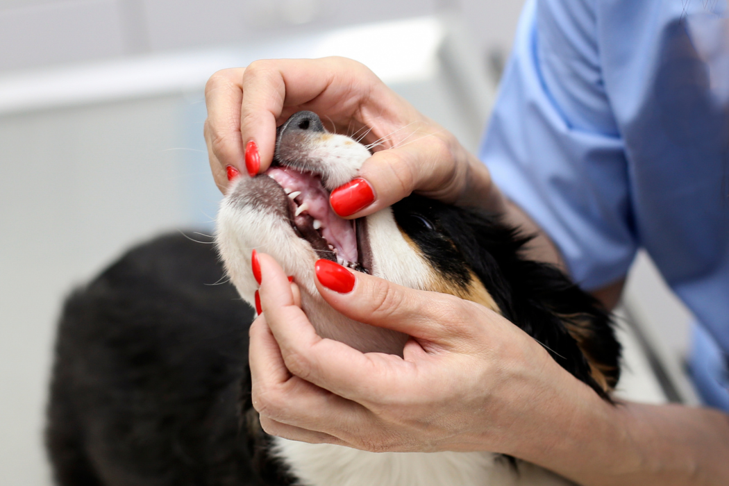 獣医さんに歯の検査をしてもらっている犬