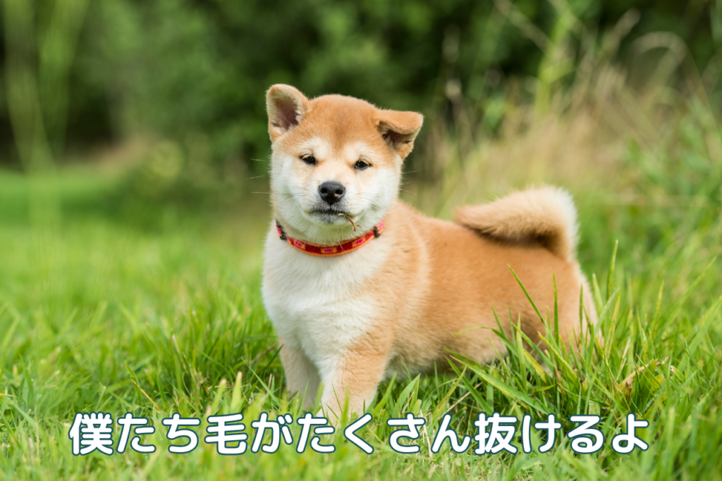 草むらでじっとこちらを見つめる柴犬の子犬