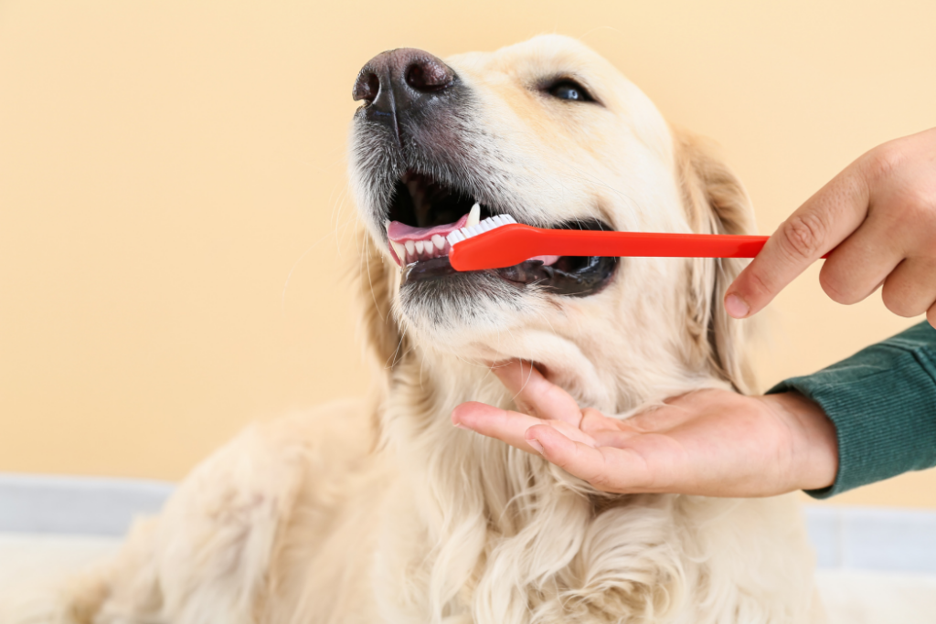 愛犬の口臭どうしたらいい？原因と予防方法を紹介