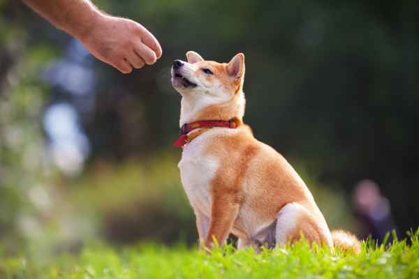 お座りしておやつを待つ柴犬