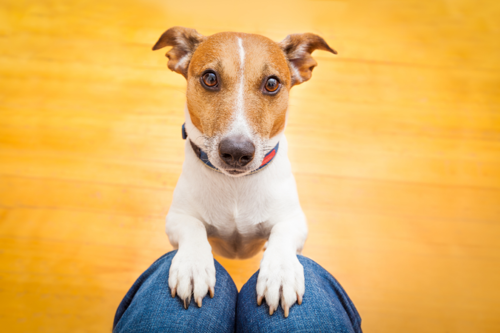 待てのポーズをしている飼い犬（膝に前足）