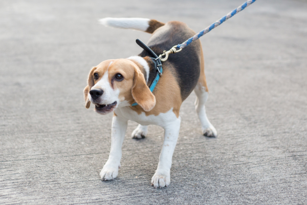 唸るビーグル犬