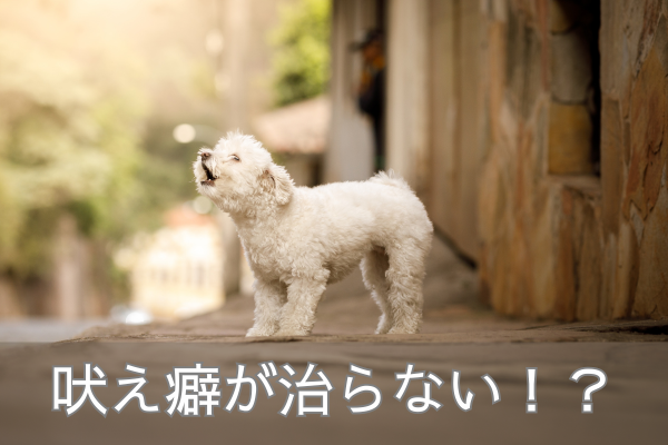 遠吠えをする白い犬