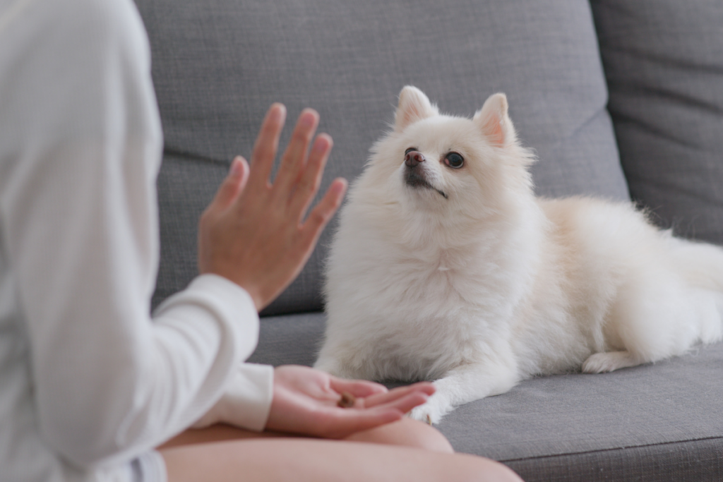 ハズバンダリ―トレーニング中の白い犬