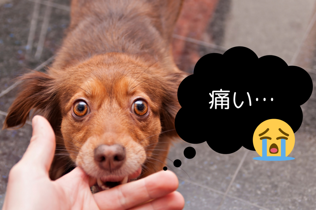 困った！愛犬の甘噛みが治らない！？理由と対処方法を解説