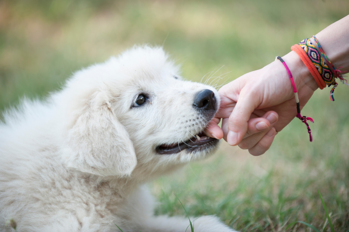 白い犬が飼い主の指を甘噛み