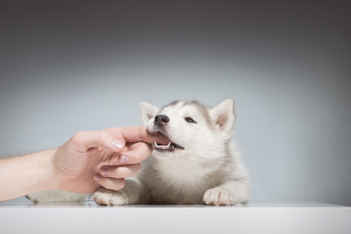 子犬が飼い主の人差し指を甘嚙みしているところ