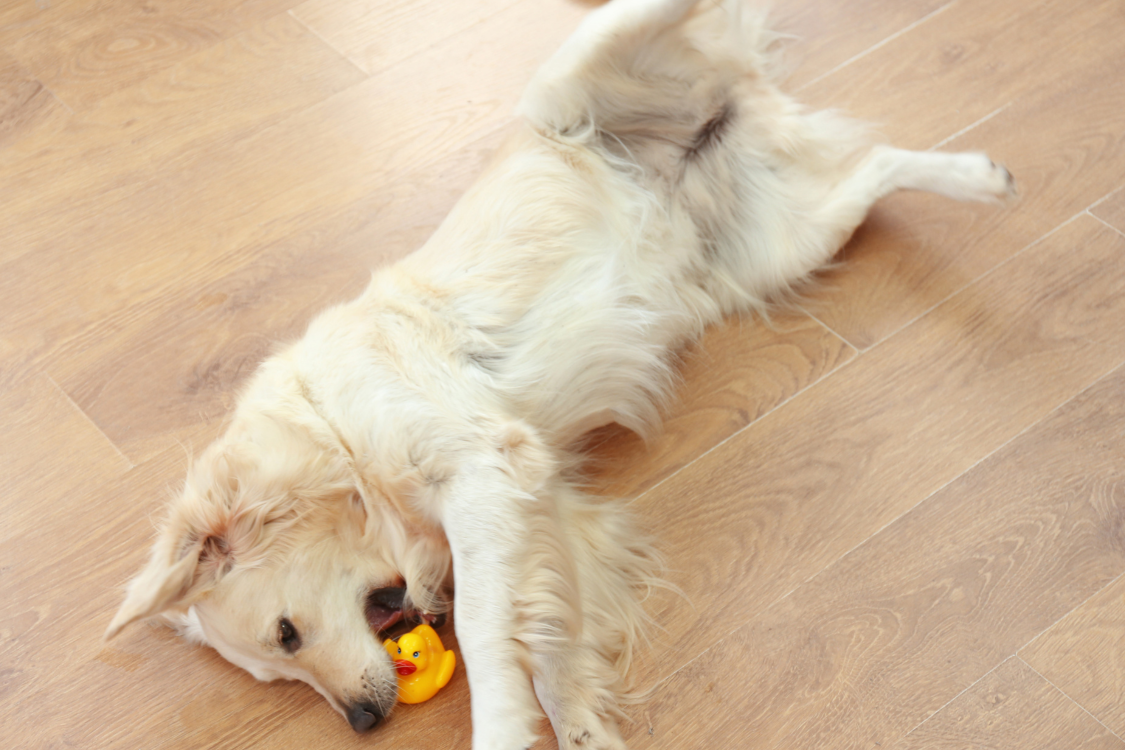 ラバーダックを甘噛みする大型犬