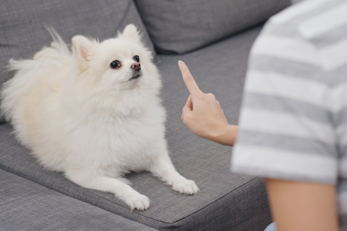 愛犬にしつけをするところ